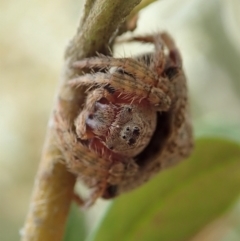 Dolophones sp. (genus) at Cook, ACT - 2 Jan 2021 03:51 PM