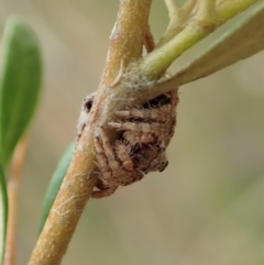 Dolophones sp. (genus) at Cook, ACT - 2 Jan 2021 03:51 PM