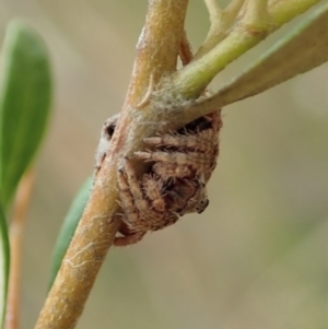 Dolophones sp. (genus) at Cook, ACT - 2 Jan 2021