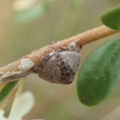 Dolophones sp. (genus) at Cook, ACT - 2 Jan 2021 03:51 PM