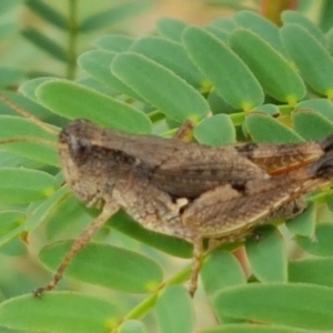 Phaulacridium vittatum at Bookham, NSW - 4 Jan 2021