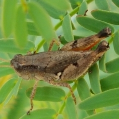 Phaulacridium vittatum at Bookham, NSW - 4 Jan 2021