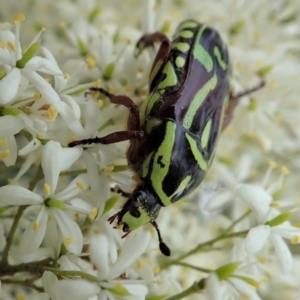 Eupoecila australasiae at Cook, ACT - 2 Jan 2021 04:06 PM