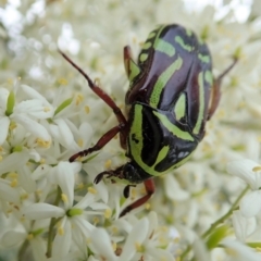 Eupoecila australasiae at Cook, ACT - 2 Jan 2021