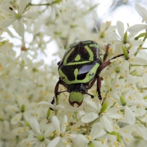 Eupoecila australasiae at Cook, ACT - 2 Jan 2021