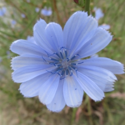 Cichorium intybus (Chicory) at Tuggeranong Creek to Monash Grassland - 2 Jan 2021 by Christine