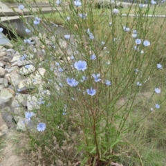 Cichorium intybus at Monash, ACT - 2 Jan 2021