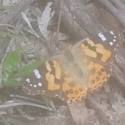 Vanessa kershawi (Australian Painted Lady) at Glen Allen, NSW - 2 Jan 2021 by JBrickhill