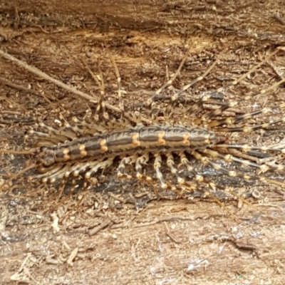 Scutigeridae (family) (A scutigerid centipede) at Bookham, NSW - 4 Jan 2021 by tpreston
