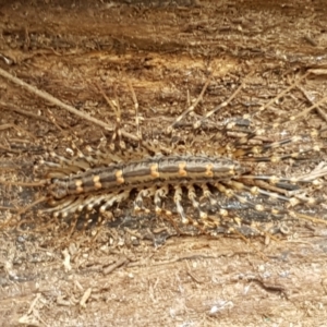 Scutigeridae (family) at Bookham, NSW - 4 Jan 2021