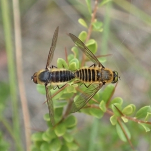 Comptosia sp. (genus) at Cook, ACT - 2 Jan 2021