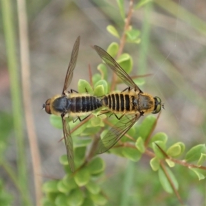 Comptosia sp. (genus) at Cook, ACT - 2 Jan 2021 04:14 PM