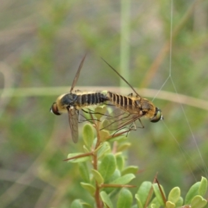 Comptosia sp. (genus) at Cook, ACT - 2 Jan 2021