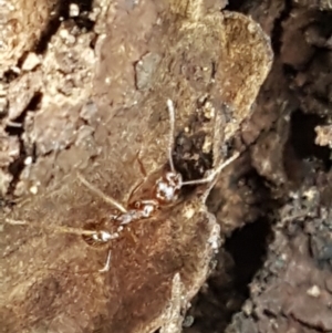 Aphaenogaster longiceps at Bookham, NSW - 4 Jan 2021 11:28 AM