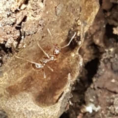 Aphaenogaster longiceps at Bookham, NSW - 4 Jan 2021 11:28 AM