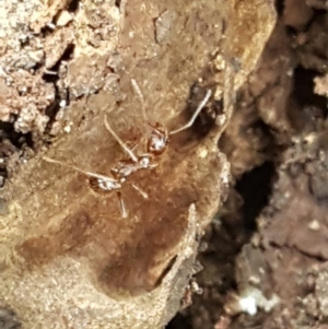 Aphaenogaster longiceps at Bookham, NSW - 4 Jan 2021 11:28 AM