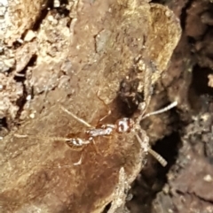 Aphaenogaster longiceps at Bookham, NSW - 4 Jan 2021