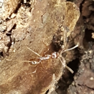 Aphaenogaster longiceps at Bookham, NSW - 4 Jan 2021