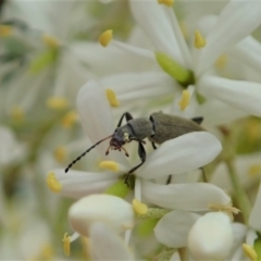 Lepturidea sp. (genus) (Comb-clawed beetle) at Cook, ACT - 2 Jan 2021 by CathB