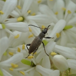 Lepturidea sp. (genus) at Cook, ACT - 2 Jan 2021