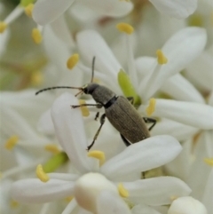 Lepturidea sp. (genus) at Cook, ACT - 2 Jan 2021