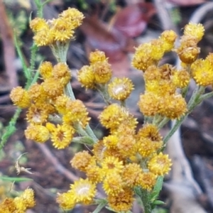 Chrysocephalum semipapposum at Bookham, NSW - 4 Jan 2021