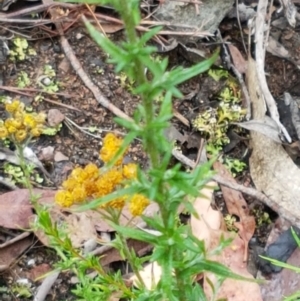 Chrysocephalum semipapposum at Bookham, NSW - 4 Jan 2021