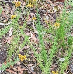 Chrysocephalum semipapposum at Bookham, NSW - 4 Jan 2021