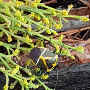 Commius elegans at Bookham, NSW - 4 Jan 2021