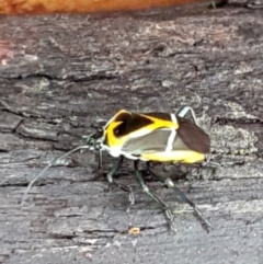 Commius elegans at Bookham, NSW - 4 Jan 2021 11:22 AM