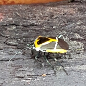 Commius elegans at Bookham, NSW - 4 Jan 2021 11:22 AM