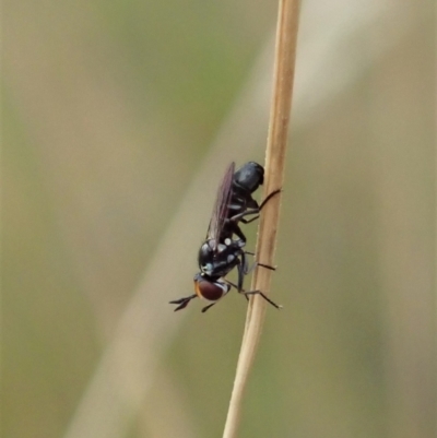 Conopidae (family) (Thick-headed fly) at Cook, ACT - 2 Jan 2021 by CathB