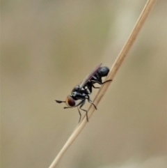 Conopidae (family) at Cook, ACT - 2 Jan 2021