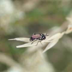 Conopidae (family) at Cook, ACT - 2 Jan 2021