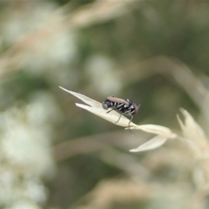 Conopidae (family) at Cook, ACT - 2 Jan 2021