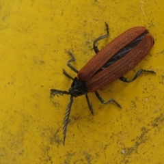 Porrostoma sp. (genus) (Lycid, Net-winged beetle) at Cotter River, ACT - 31 Dec 2020 by Christine