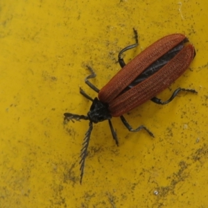 Porrostoma sp. (genus) at Cotter River, ACT - 1 Jan 2021