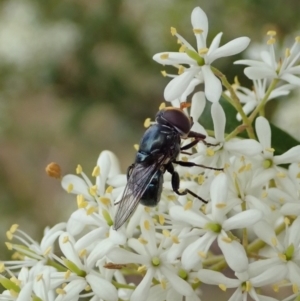 Psilota sp. (genus) at Cook, ACT - 2 Jan 2021 04:10 PM