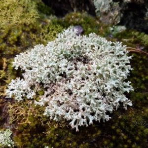 Cladia corallaizon at Bookham, NSW - 4 Jan 2021