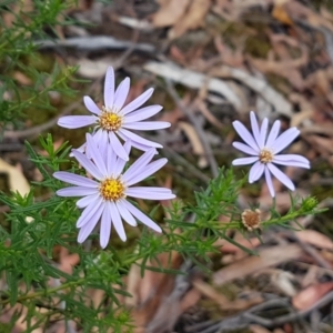 Olearia tenuifolia at Bookham, NSW - 4 Jan 2021 11:05 AM