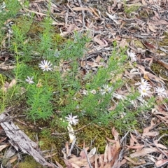 Olearia tenuifolia at Bookham, NSW - 4 Jan 2021 11:05 AM