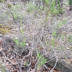 Olearia tenuifolia at Bookham, NSW - 4 Jan 2021 11:05 AM