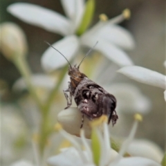 Tebenna micalis (Small Thistle Moth) at Cook, ACT - 3 Jan 2021 by CathB