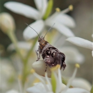 Tebenna micalis at Cook, ACT - 3 Jan 2021