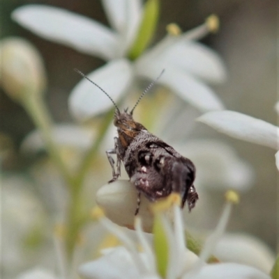 Tebenna micalis (Small Thistle Moth) at Cook, ACT - 3 Jan 2021 by CathB