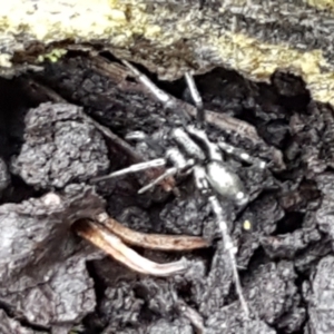 Zoridae (family) at Bookham, NSW - 4 Jan 2021 11:08 AM