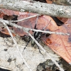 Zoridae (family) at Bookham, NSW - 4 Jan 2021 11:08 AM