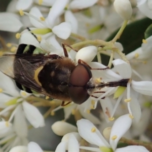 Odontomyia hunteri at Cook, ACT - 3 Jan 2021 04:13 PM