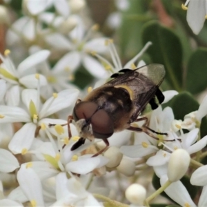 Odontomyia hunteri at Cook, ACT - 3 Jan 2021