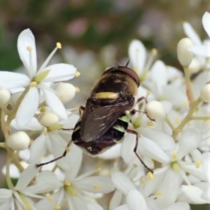 Odontomyia hunteri at Cook, ACT - 3 Jan 2021